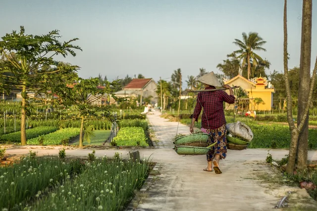 hoi un, azienda agricola, contadino, piantagione, agricoltura, vita locale, vietnam, asia, venditore, viaggio, mattina, contadino, vietnam, vietnam, vietnam, vietnam, vietnam. Costi e benefici dell'automazione flessibile: come valutare l'investimento