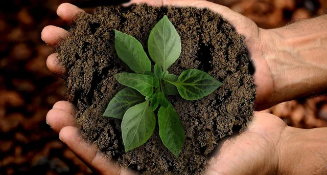 earth, sprout, leaf, sustainability, nature, plant, leaves, shoots, green, growth, grow, hands, keep, caution, maintain, flora, photomontage, composing, composition, sustainability, sustainability, sustainability, sustainability, sustainability. Doppia materialità: come impostare l'analisi e coinvolgere gli stakeholder
