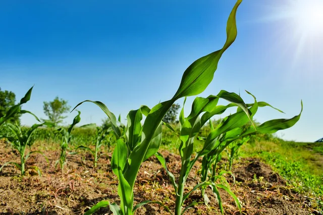 plant, agriculture, business, corn, country, countryside, crop, coltivazione, farming, farmland, field, green, ground, growth, corpetto, maize, nature, organic, outdoor, all'aperto, rural, soil, spring, sunshine, young, country, country, countryside, field, ground, ground, maize, maize, soil, soil, soil, soil, soil, spring. Filiere rigenerative: accordi, tracciabilità e responsabilità estesa